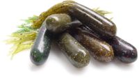 Soft Baits